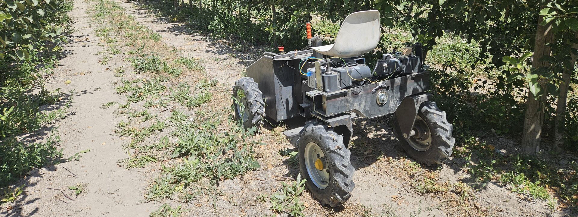 Rover, yoğun elma bahçesinde sıra arasında